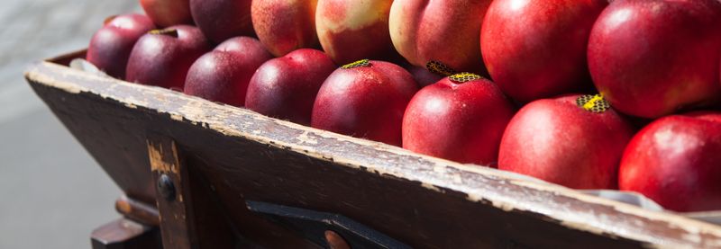 commerce fruit header.jpg